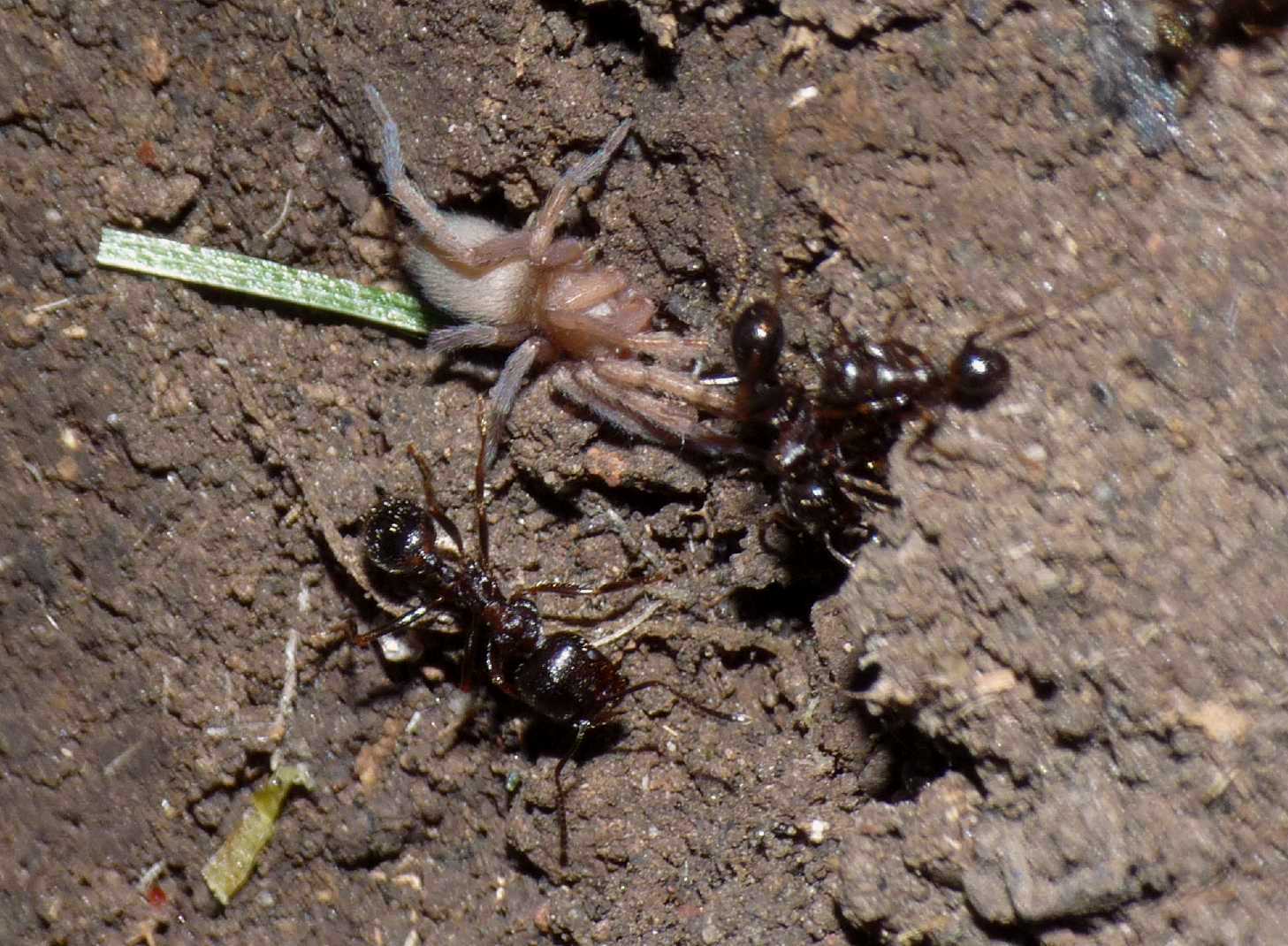 Ragni insieme a formiche Messor ibericus (Anagraphis ochracea)